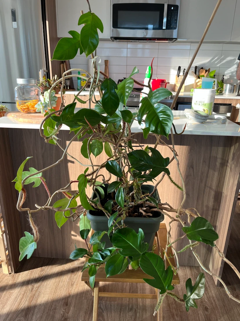 Philodendron The Philodendron squamiferum