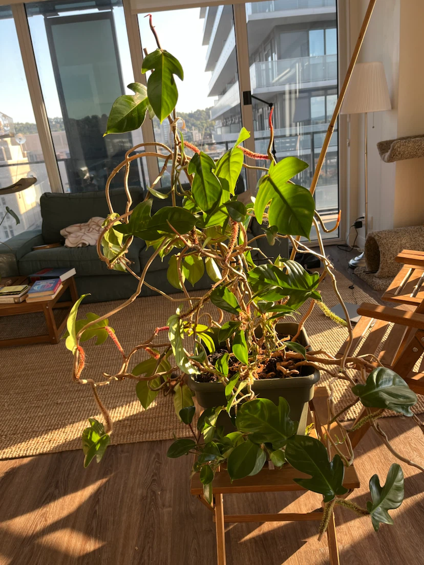 Philodendron The Philodendron squamiferum - photo 2