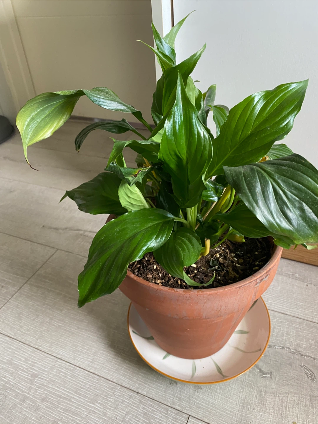 Large Peace Lily Plant with Terracotta Pot