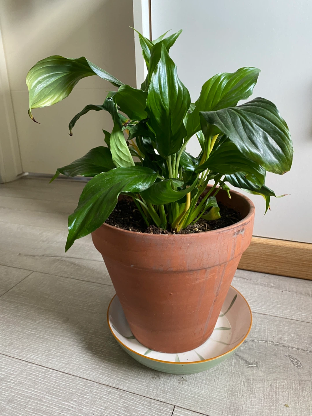 Large Peace Lily Plant with Terracotta Pot - photo 2