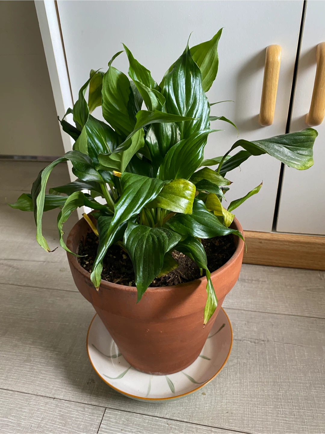 Large Peace Lily Plant with Terracotta Pot - photo 3