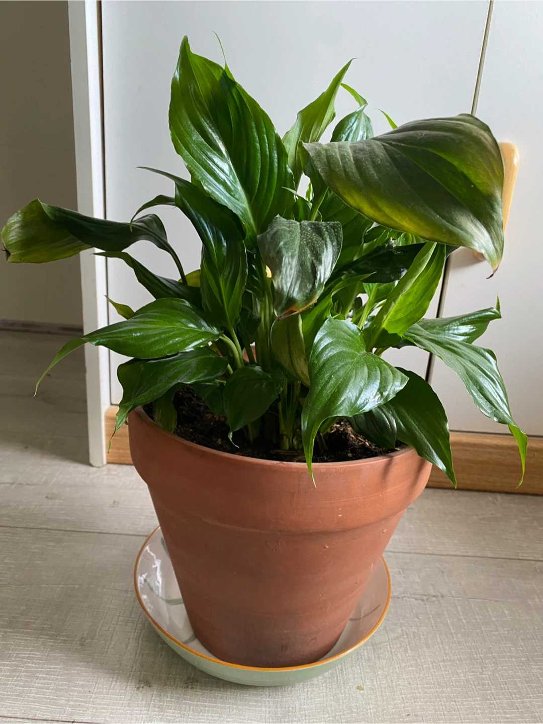 Large Peace Lily Plant with Terracotta Pot - photo 4