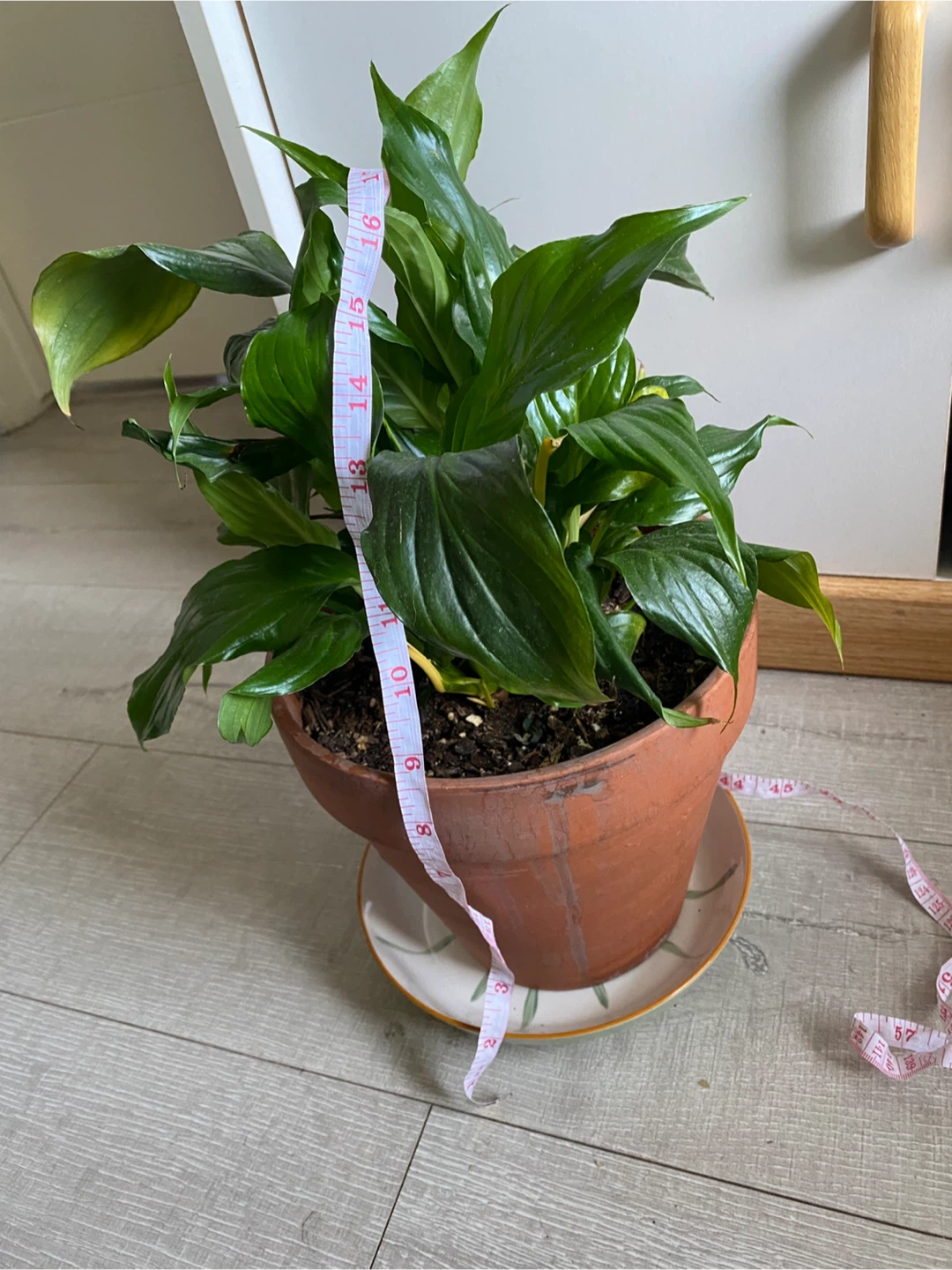 Large Peace Lily Plant with Terracotta Pot - photo 5