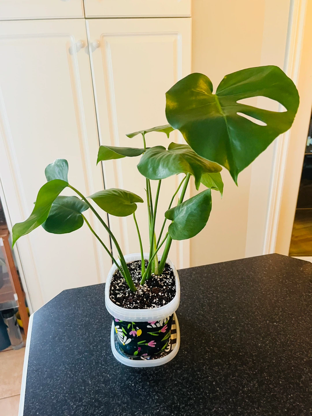 Monstera Deliciosa Plant