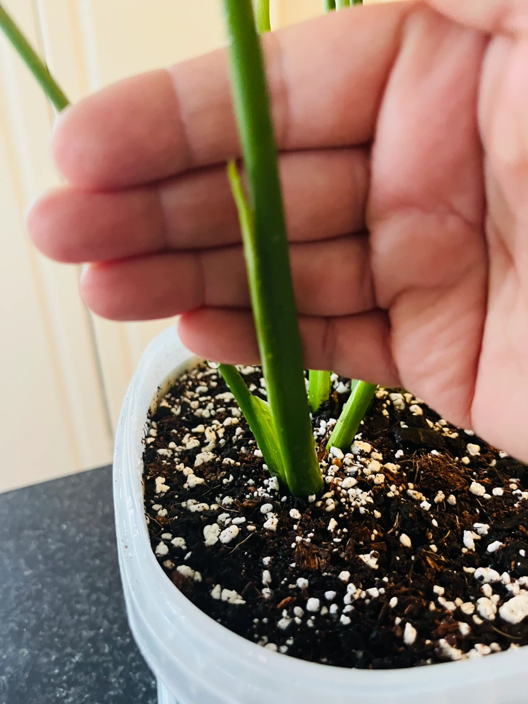 Monstera Deliciosa Plant - photo 2