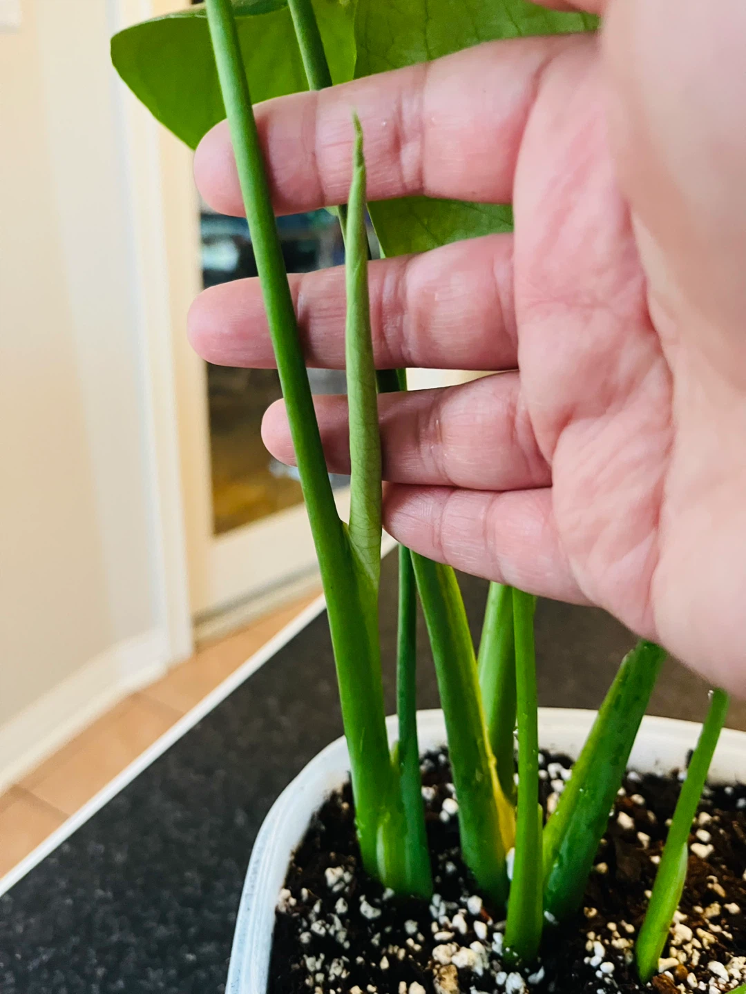 Monstera Deliciosa Plant - photo 3