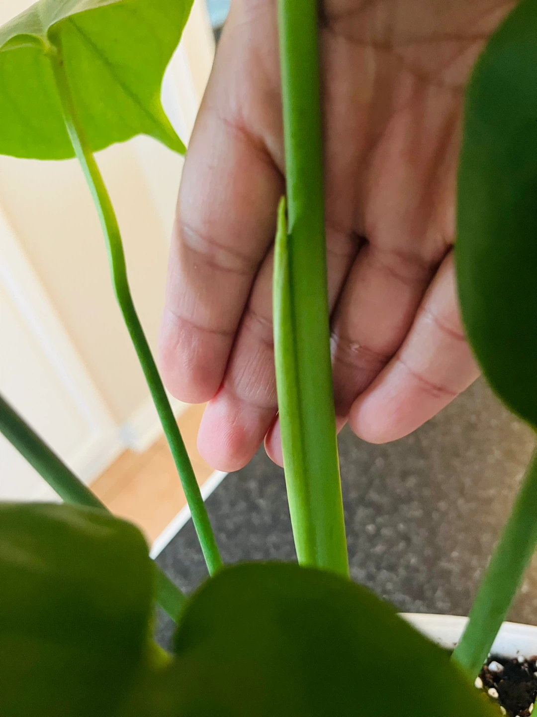 Monstera Deliciosa Plant - photo 4