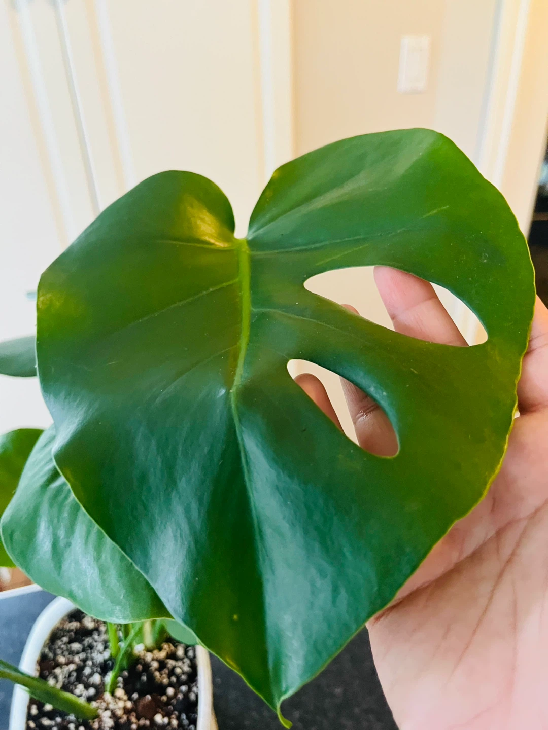 Monstera Deliciosa Plant - photo 5