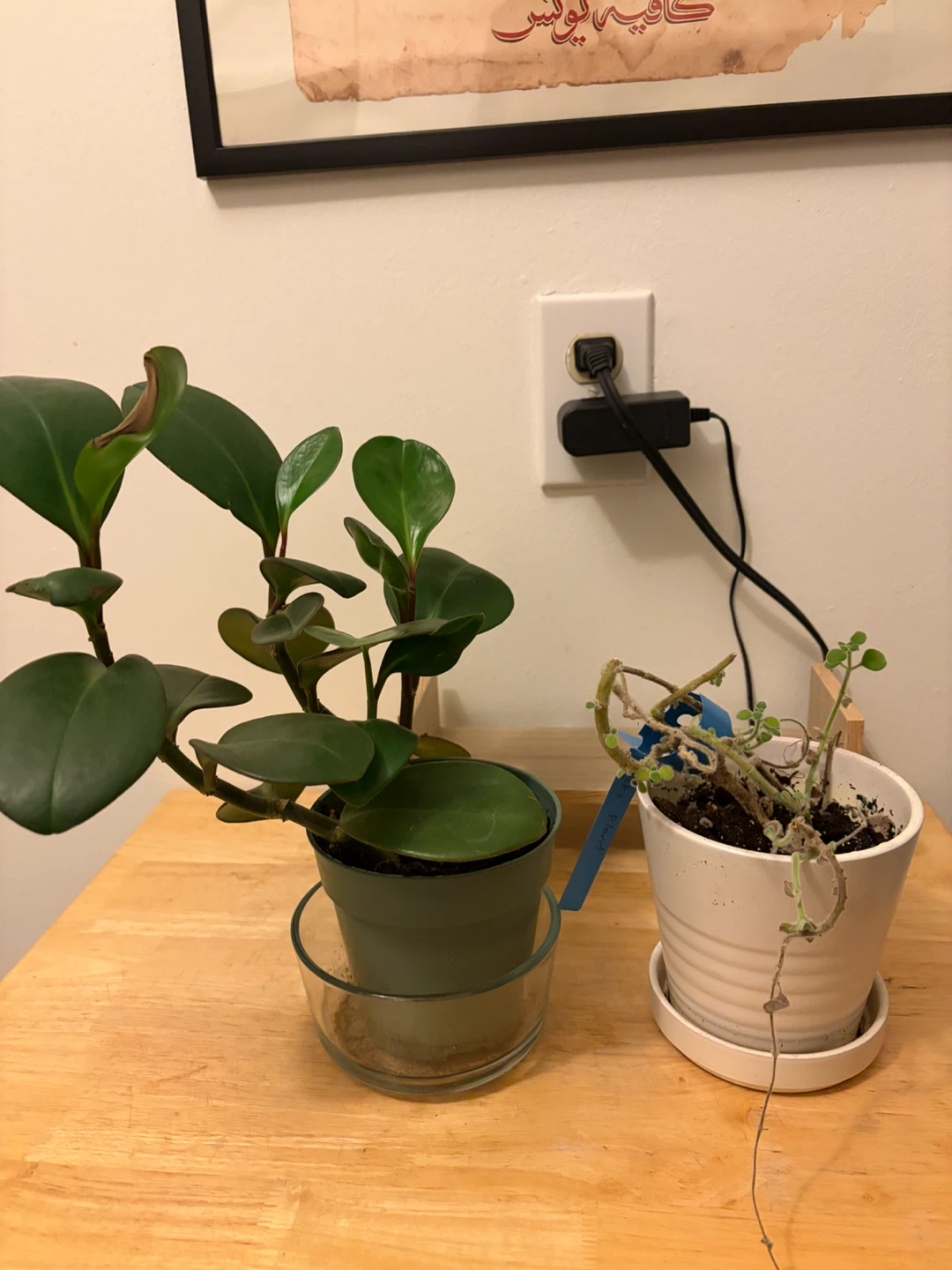 Plants x 4