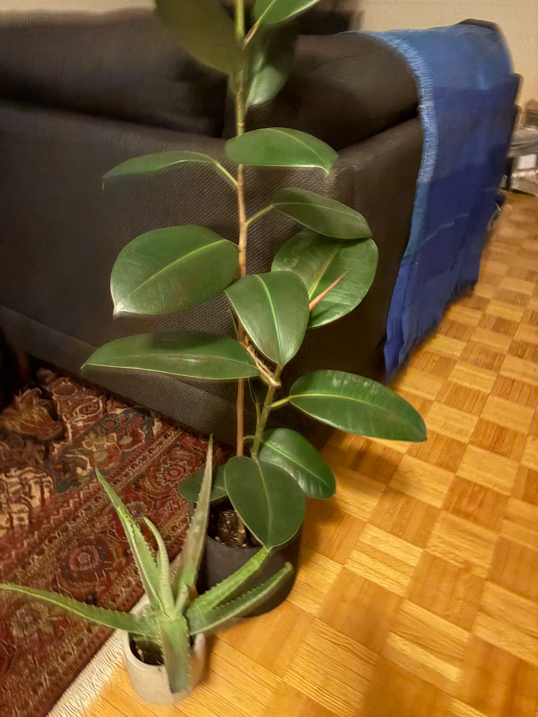 Plants x 4 - photo 2