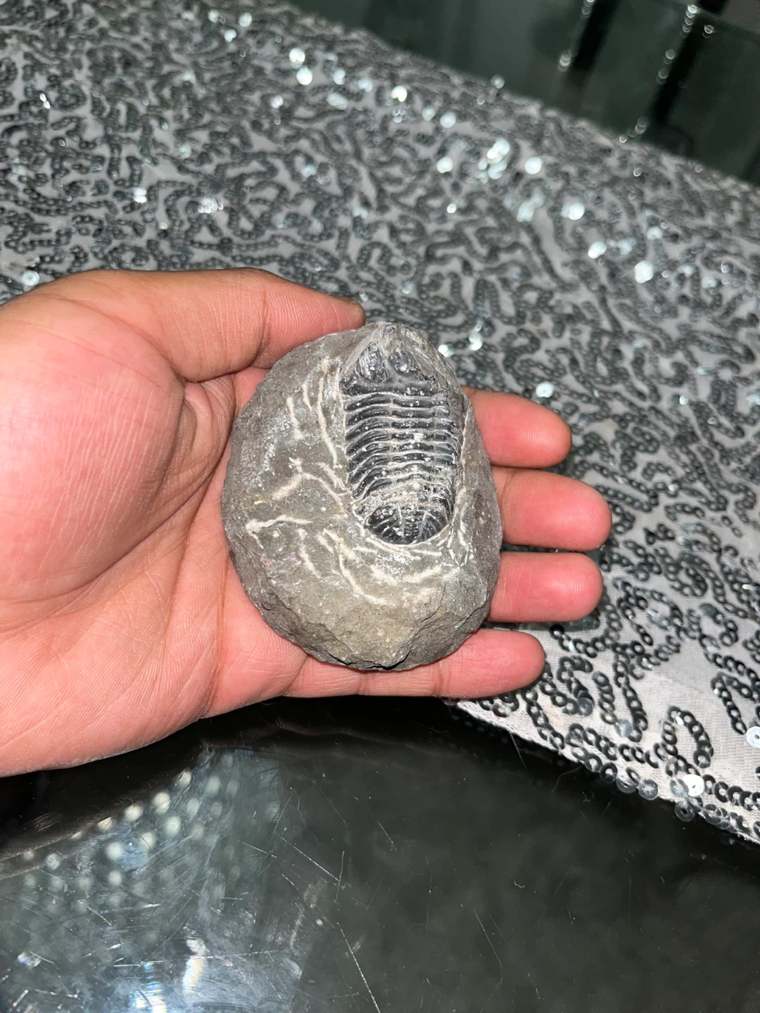 Trilobite fossil