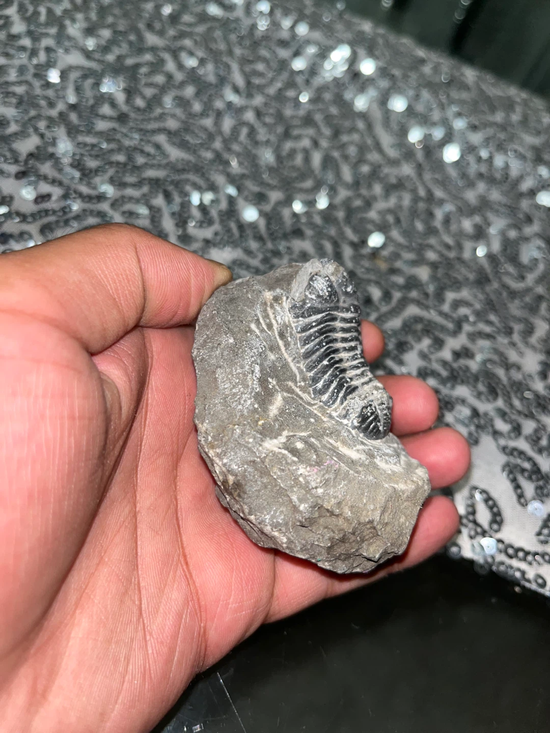 Trilobite fossil - photo 2