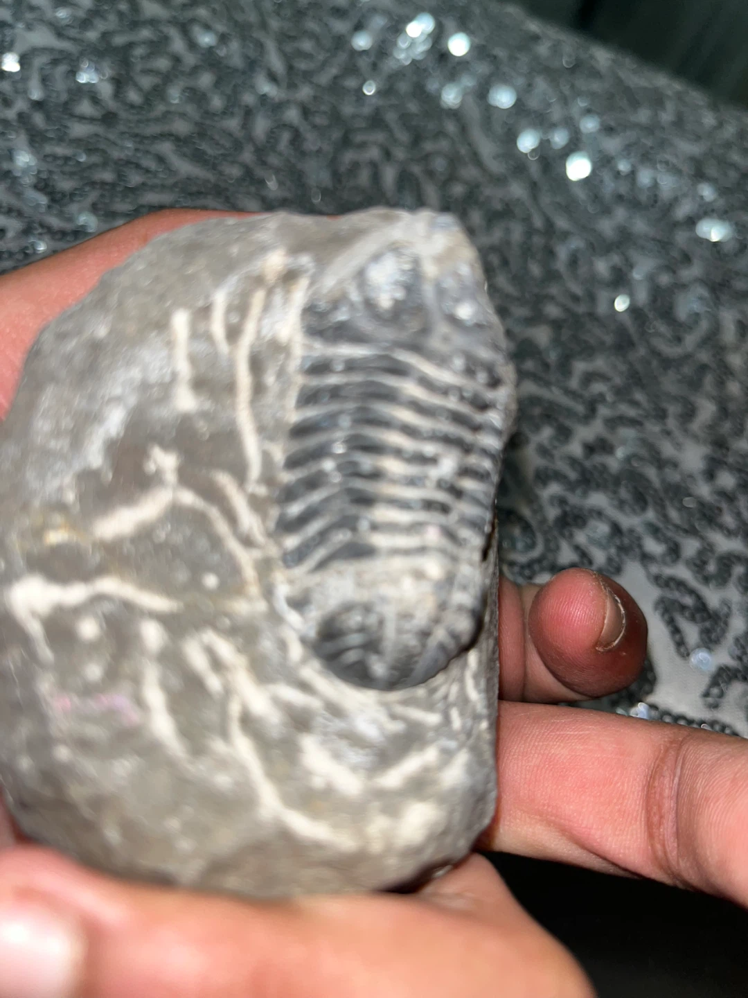 Trilobite fossil - photo 4