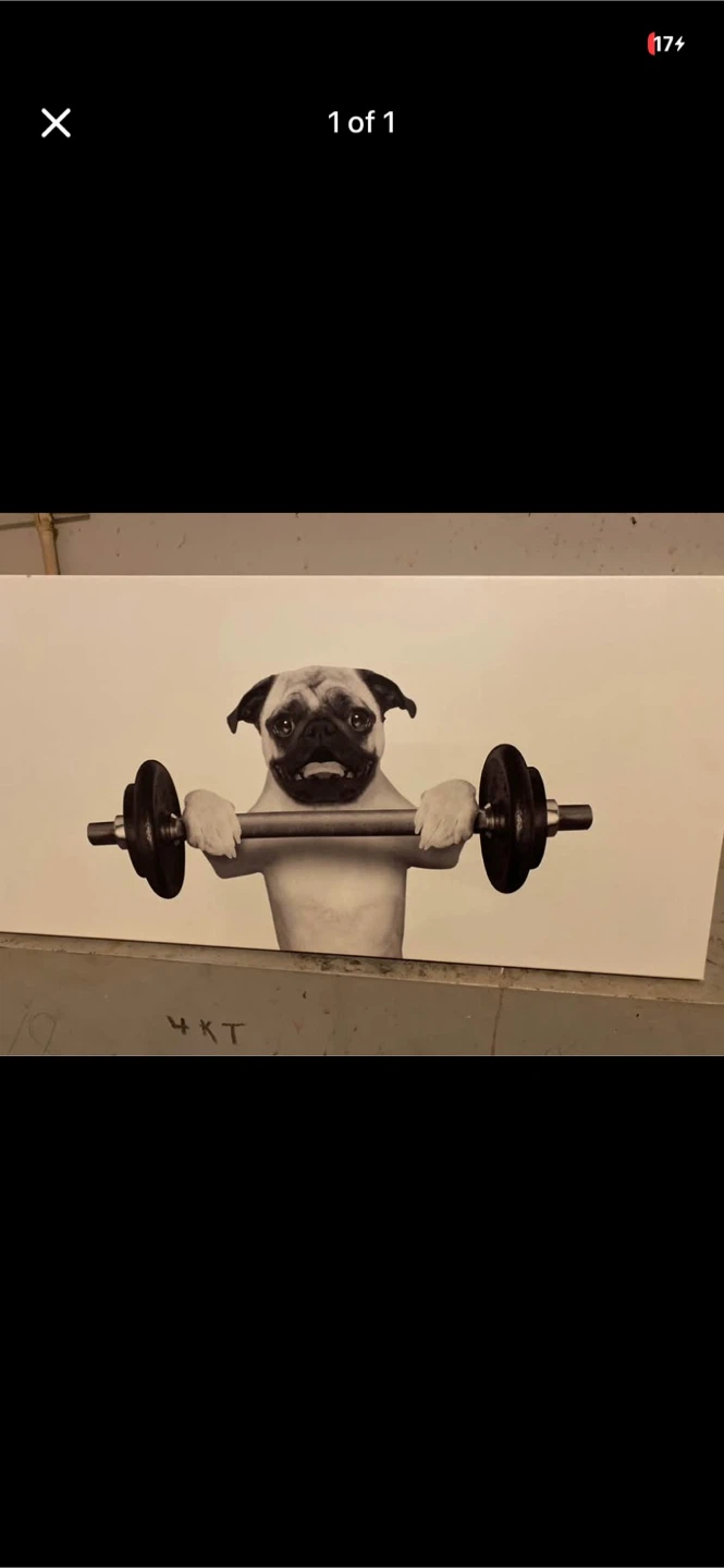 Pug with Dumbbell Wall Art Canvas