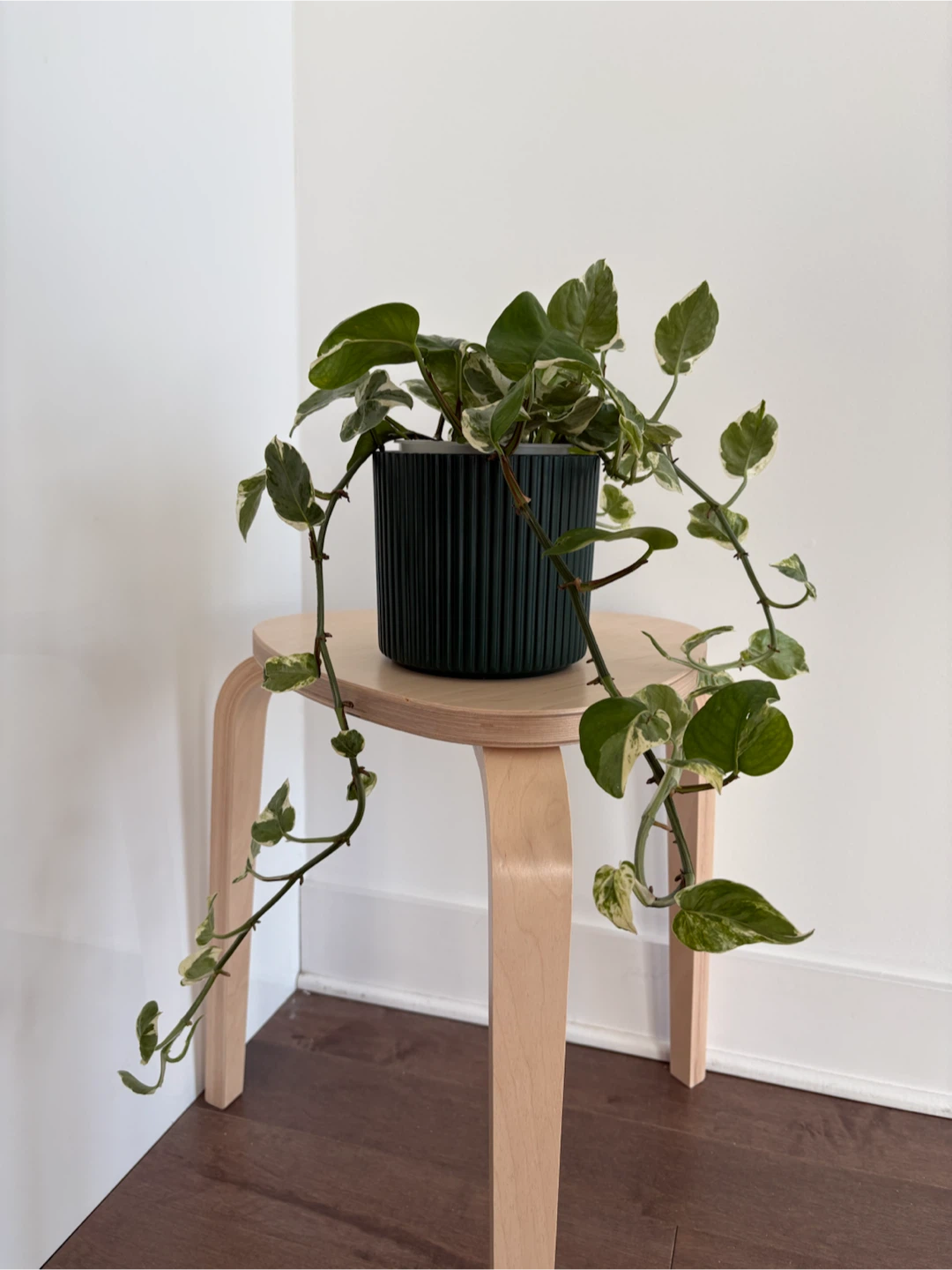 Pothos Plant