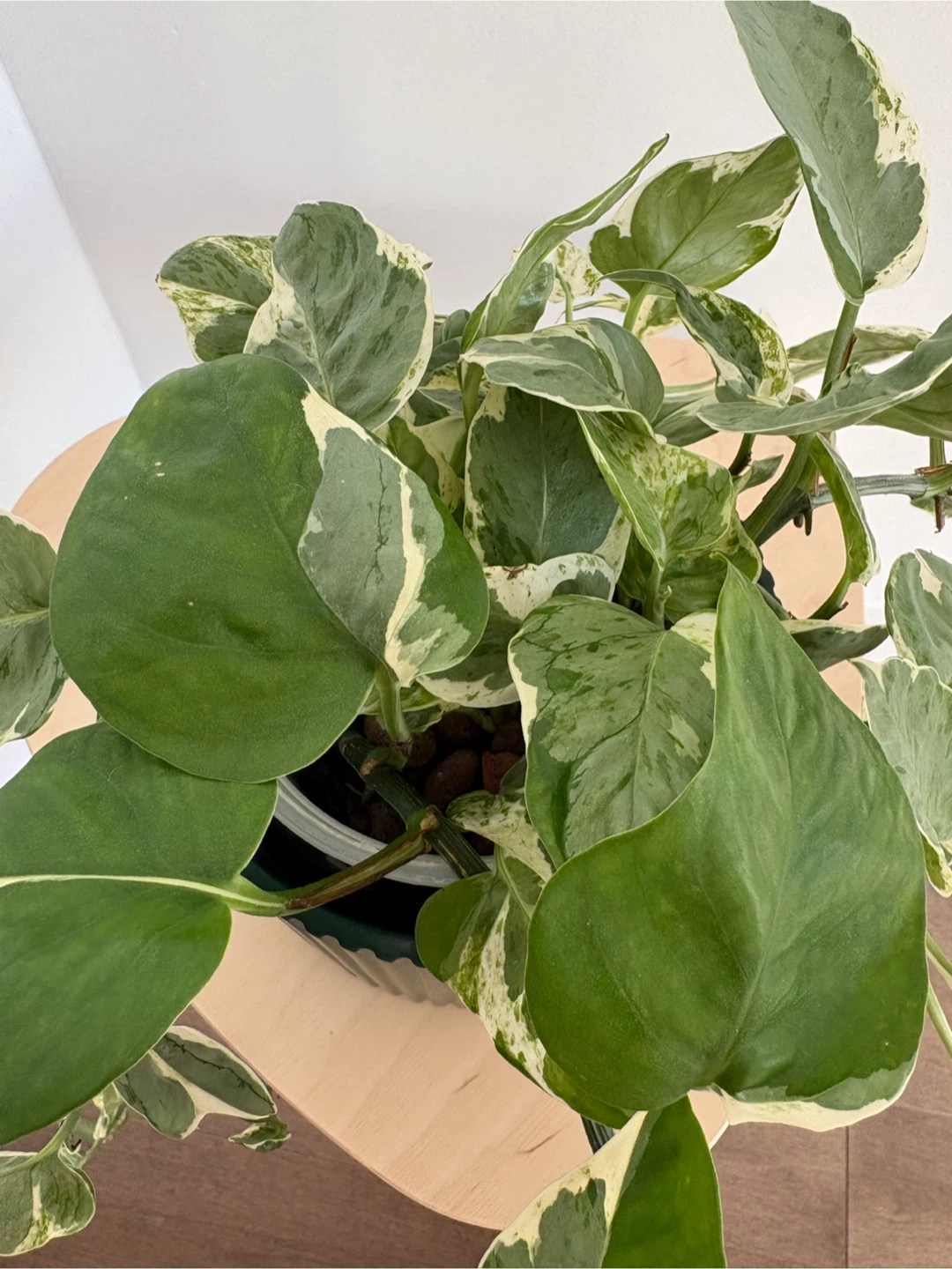 Pothos Plant - photo 2