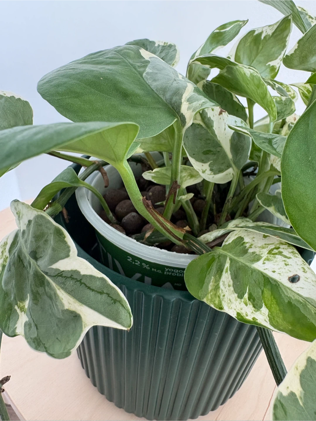 Pothos Plant - photo 3