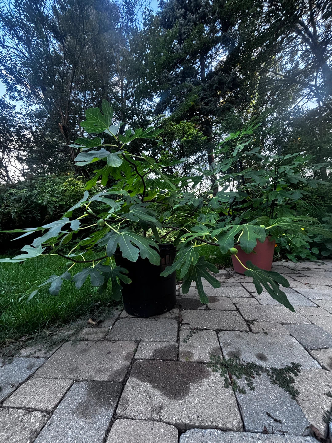 Potted Fig Tree