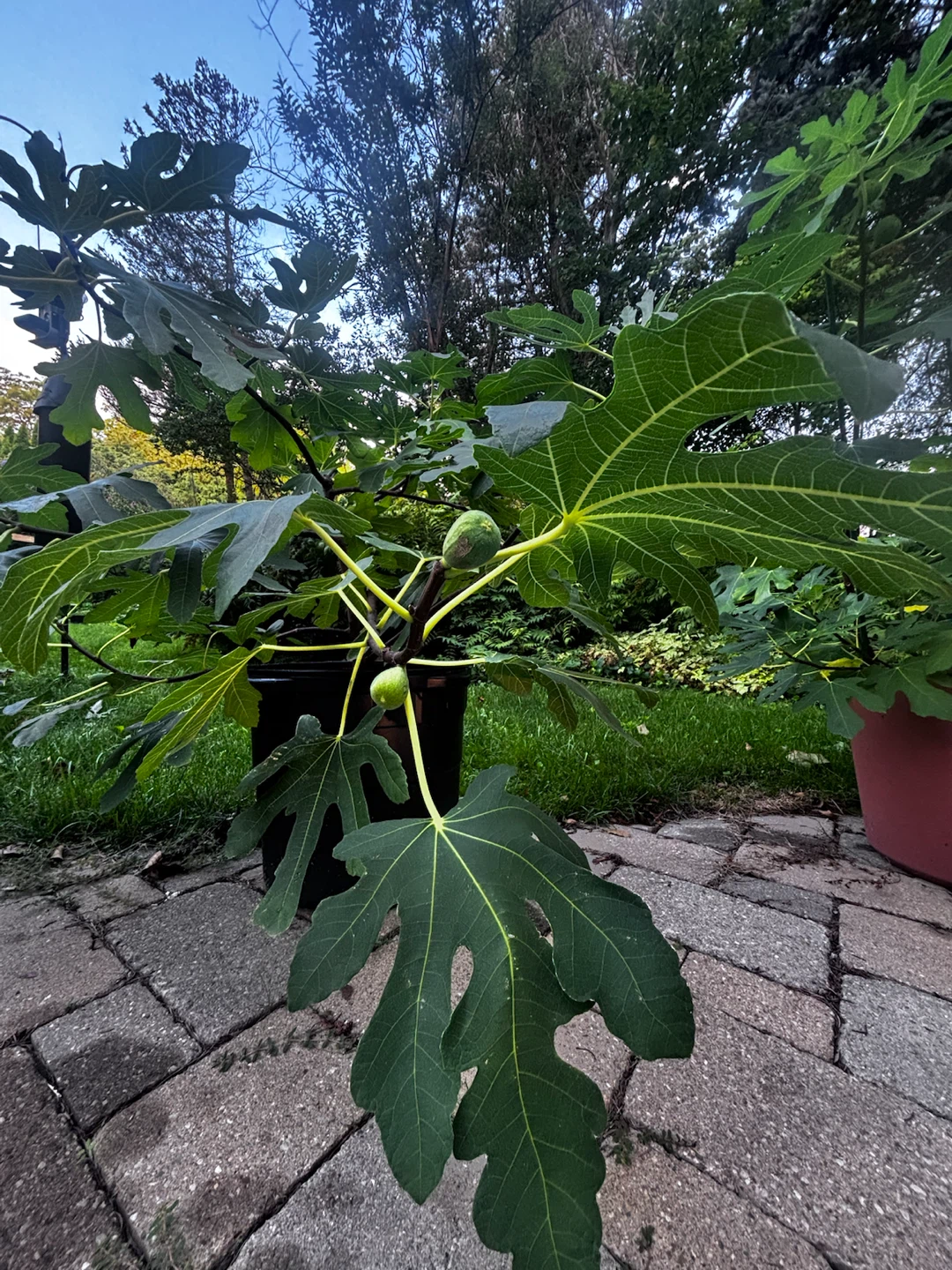 Potted Fig Tree - photo 2