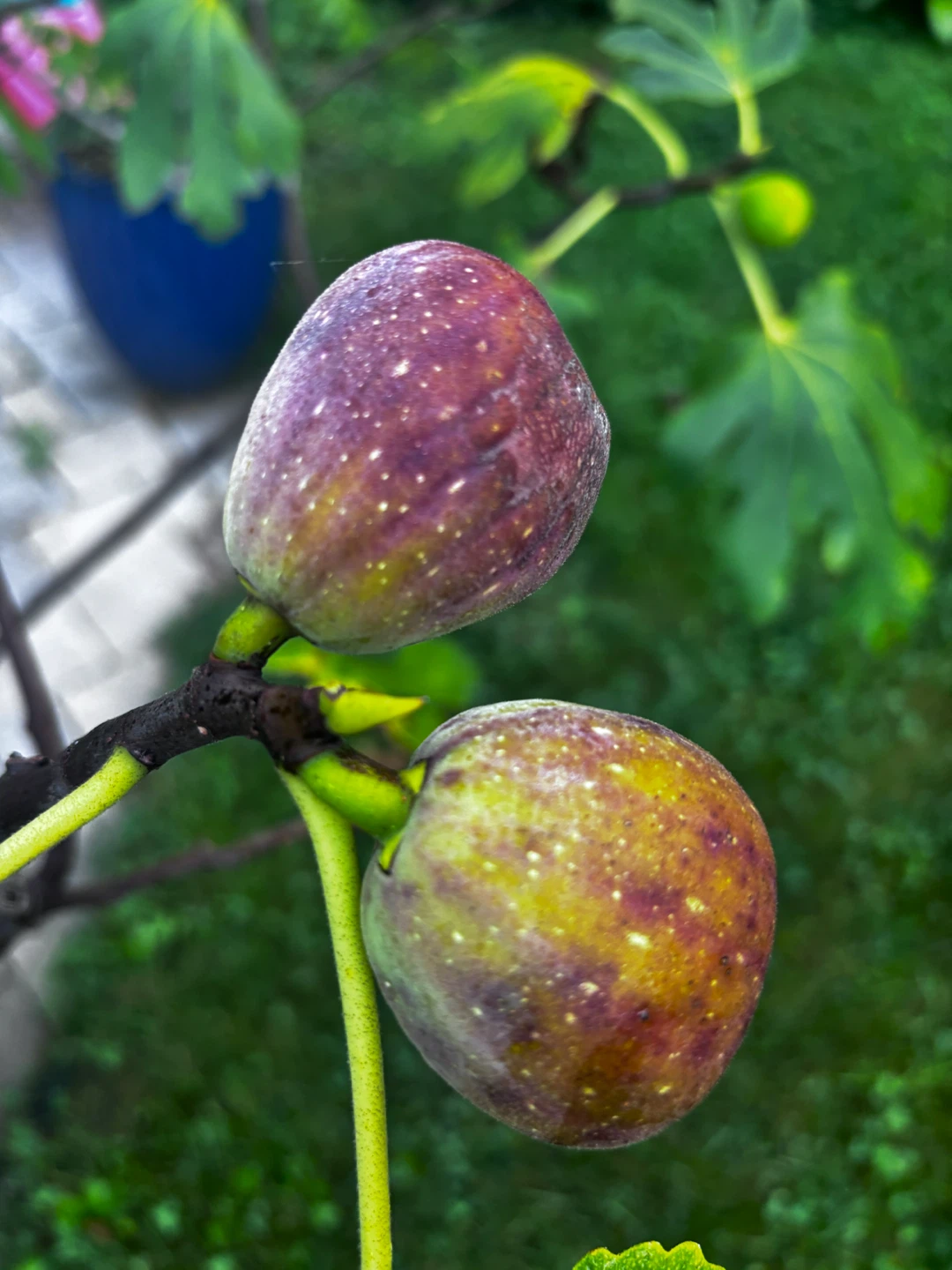 Potted Fig Tree - photo 3