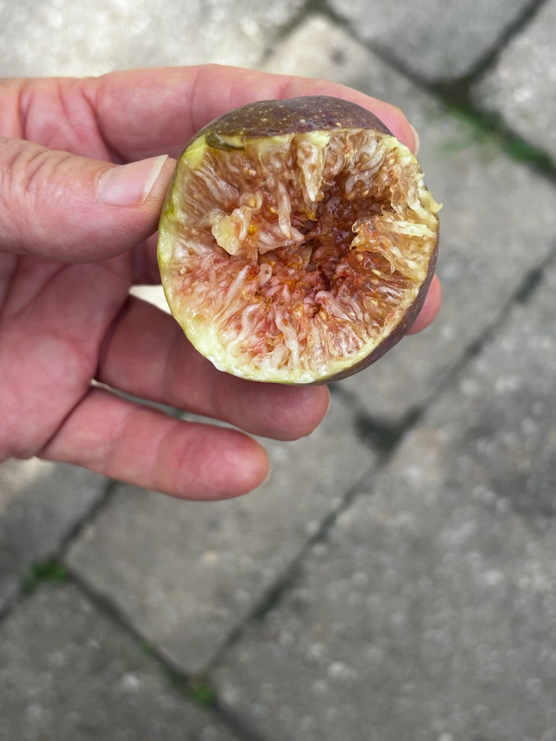 Potted Fig Tree - photo 4