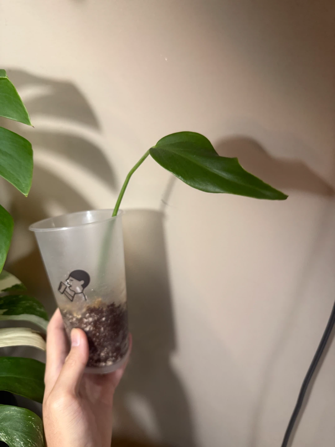 Monstera BMF rooted cutting with new growth