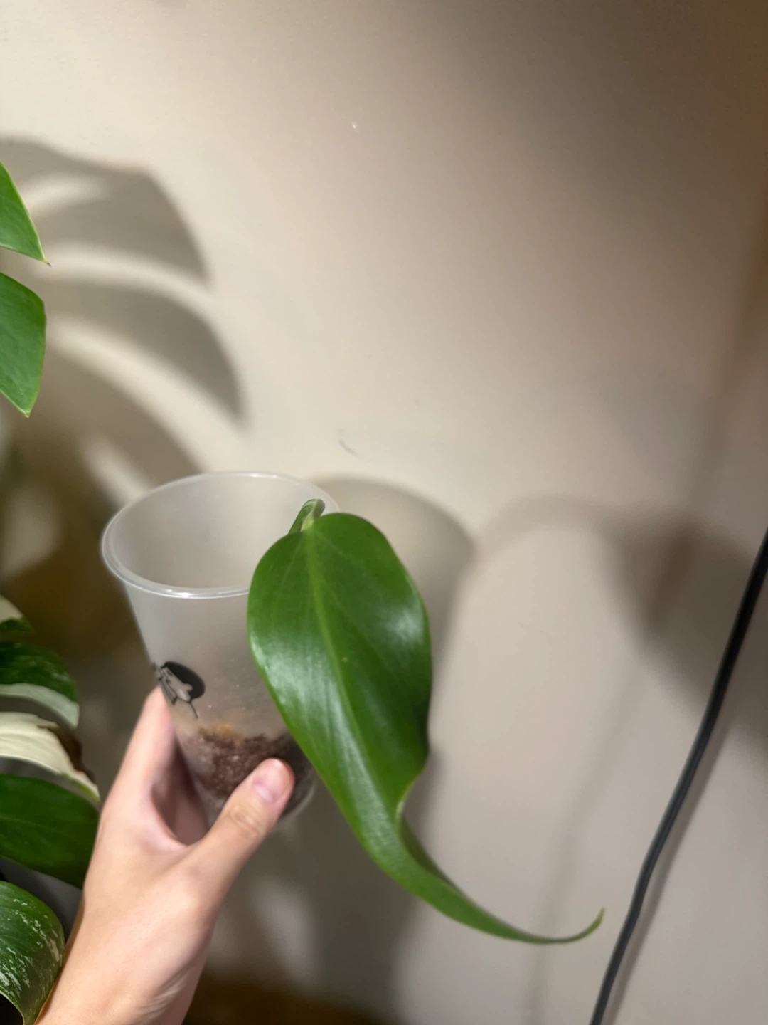 Monstera BMF rooted cutting with new growth - photo 2
