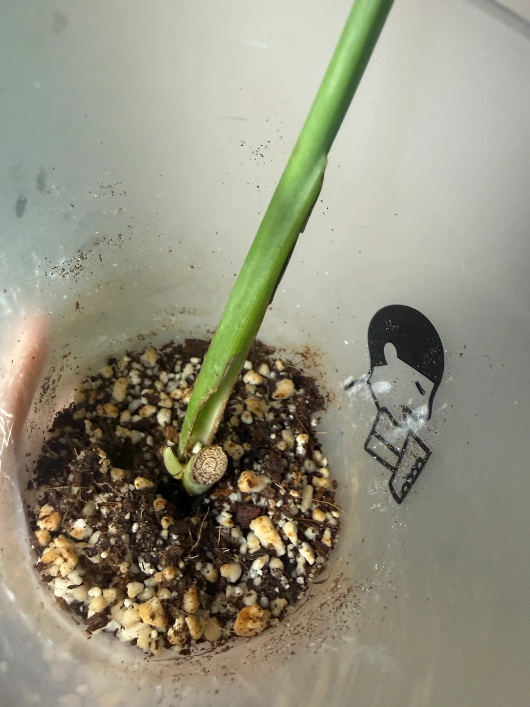 Monstera BMF rooted cutting with new growth - photo 3