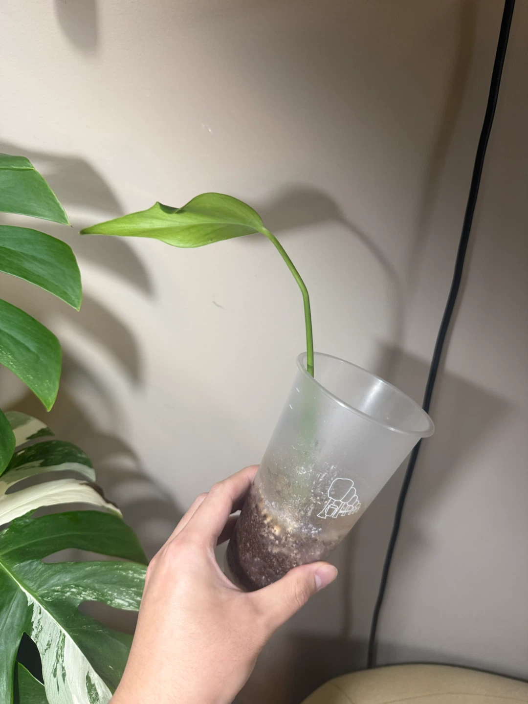 Monstera BMF rooted cutting with new growth - photo 4
