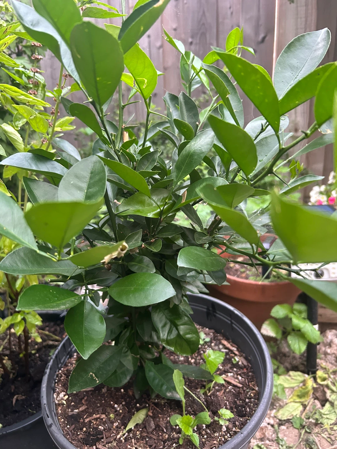 Potted Calamondin