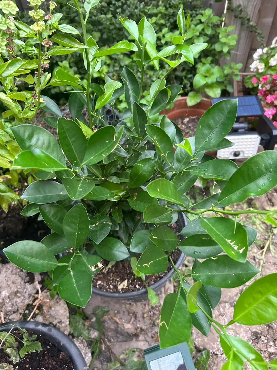 Potted Calamondin - photo 2