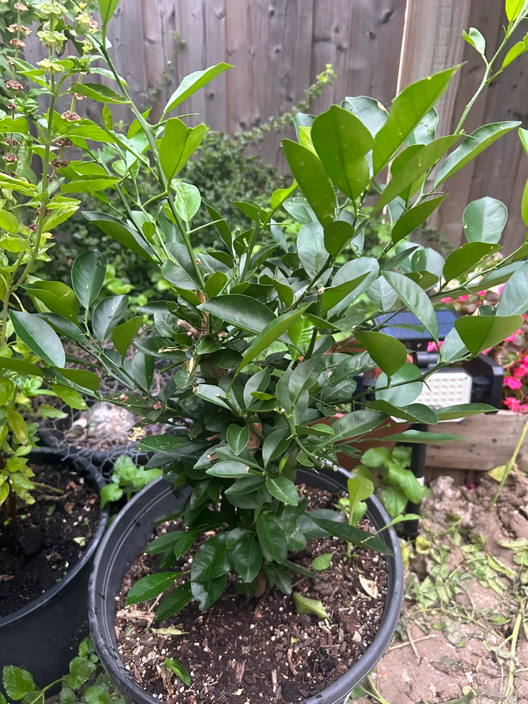 Potted Calamondin - photo 3