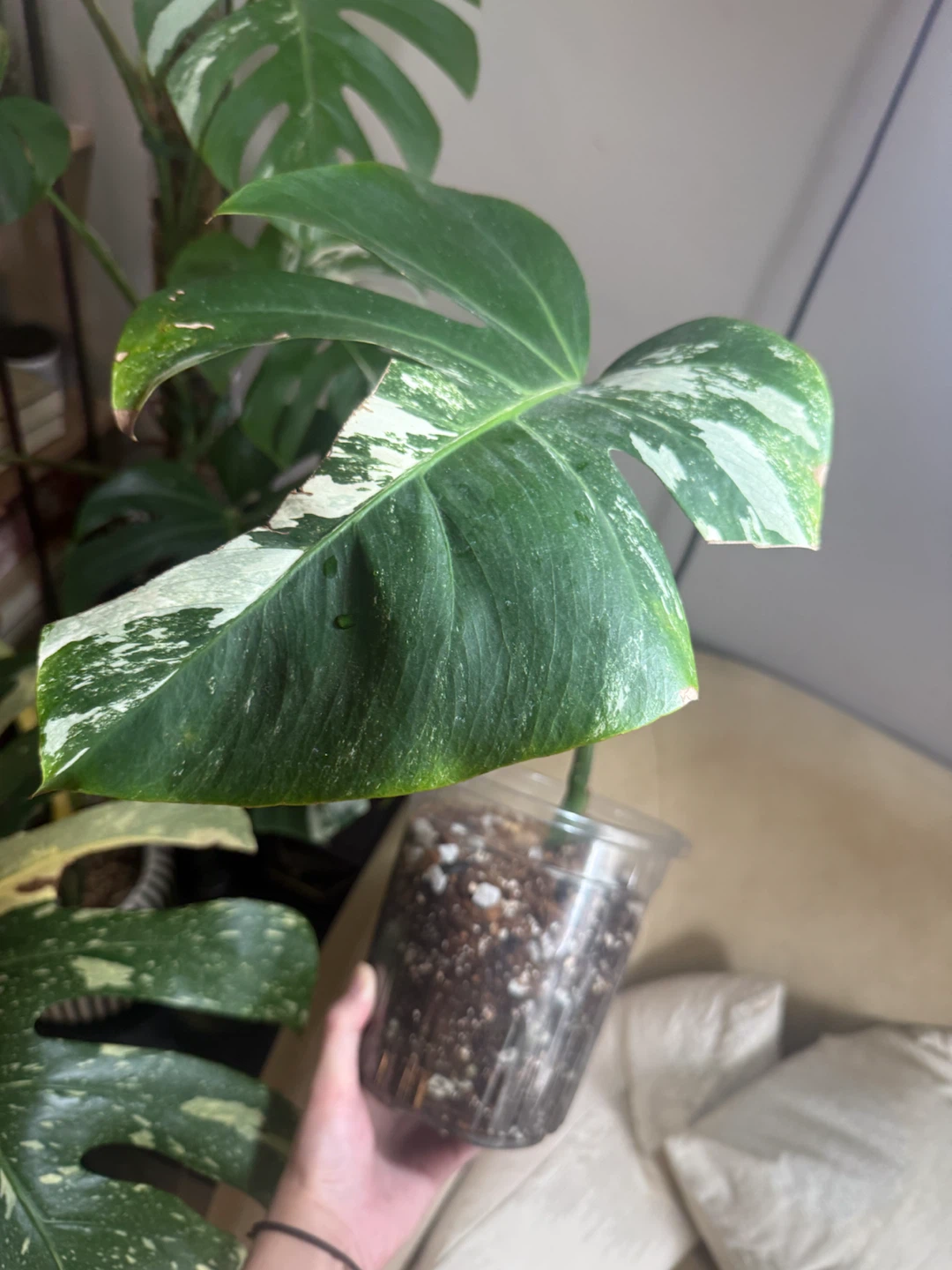 Monstera Albo fully rootedCutting