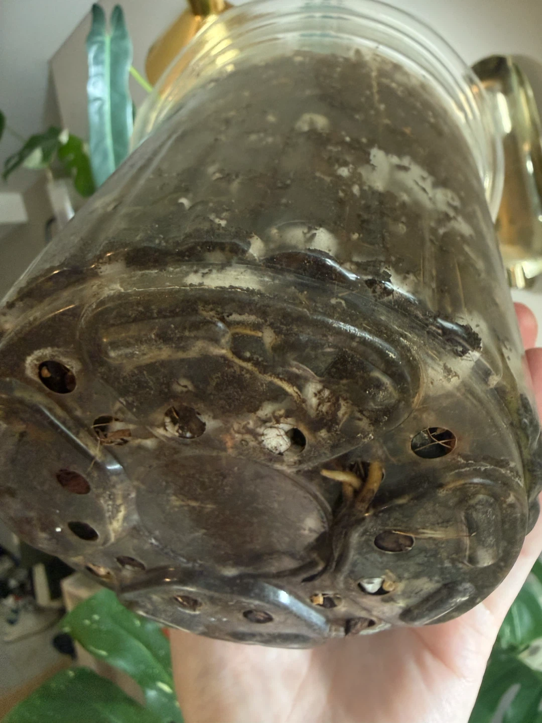 Monstera Albo fully rootedCutting - photo 2