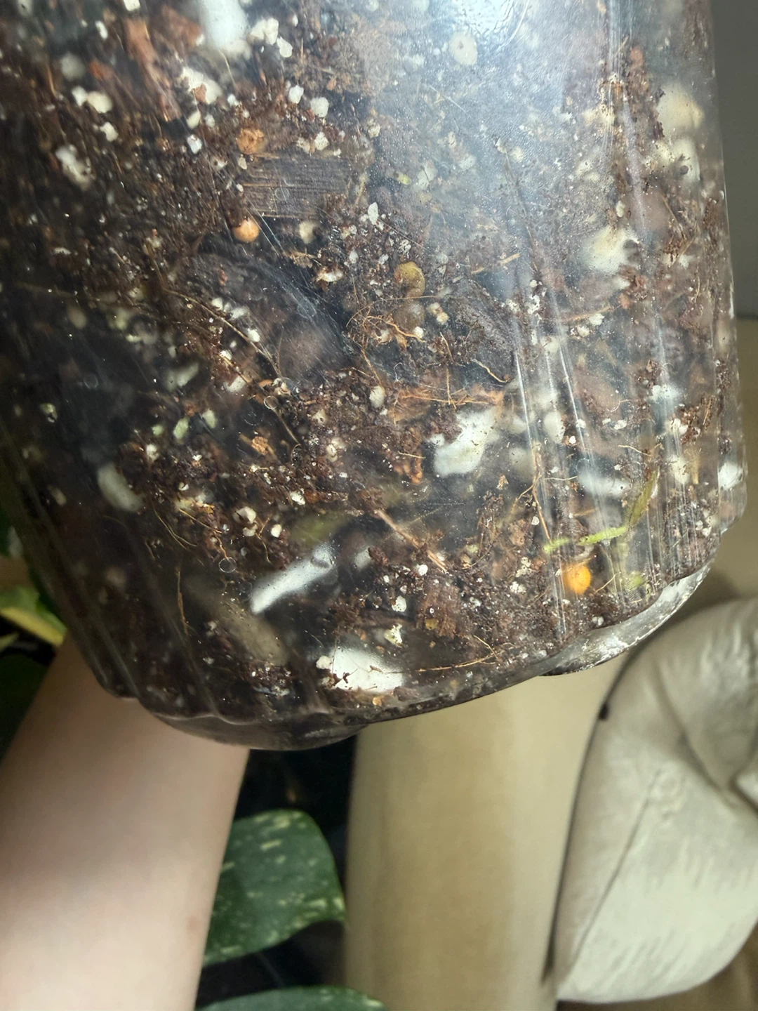 Monstera Albo fully rootedCutting - photo 3