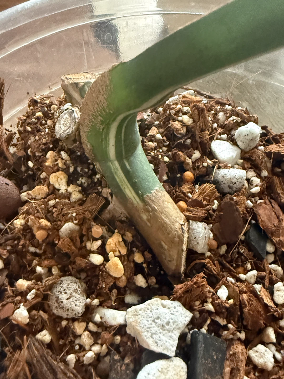 Monstera Albo fully rootedCutting - photo 4