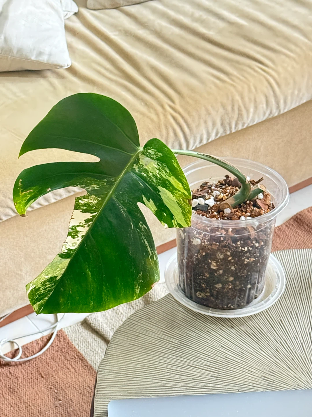 Monstera Albo fully rootedCutting - photo 5