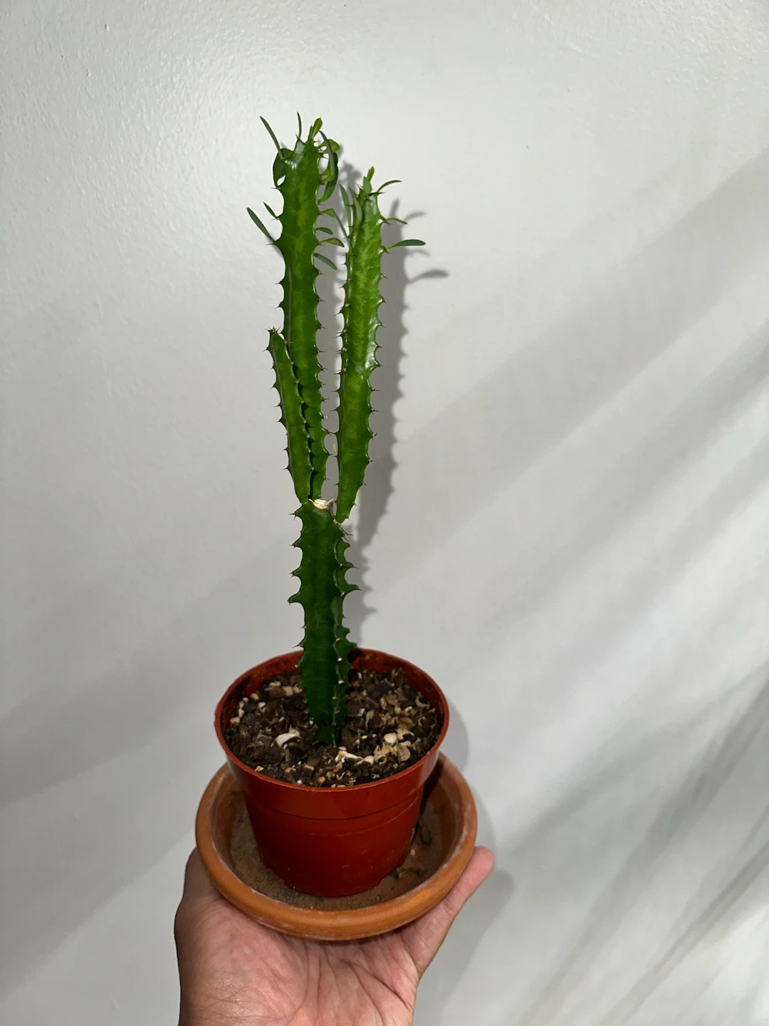 Euphorbia Trigona Cactus in Pot