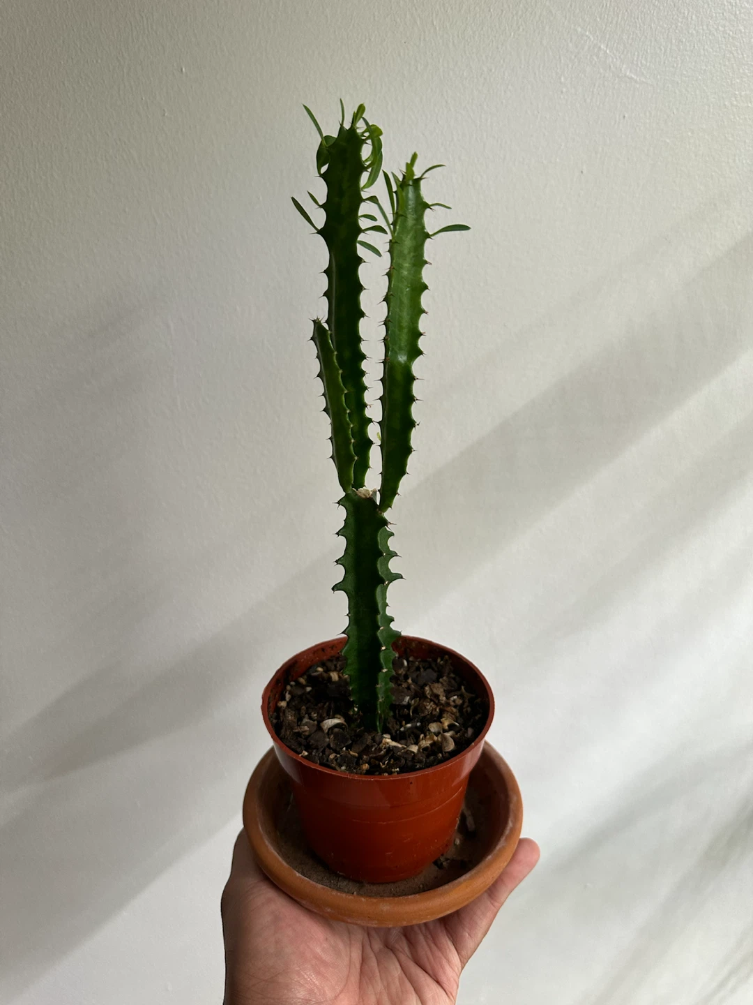 Euphorbia Trigona Cactus in Pot - photo 2
