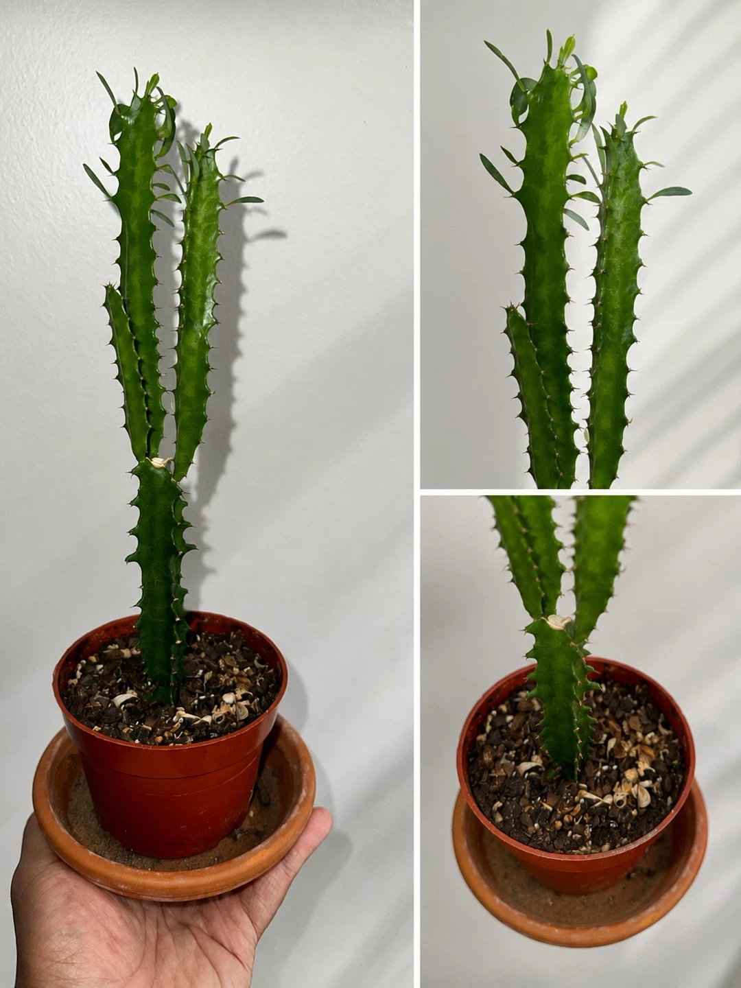 Euphorbia Trigona Cactus in Pot - photo 3