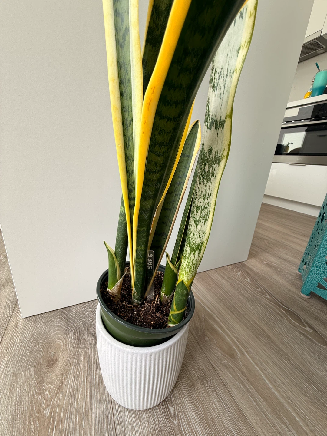 Snake Plant with White Planter - photo 2