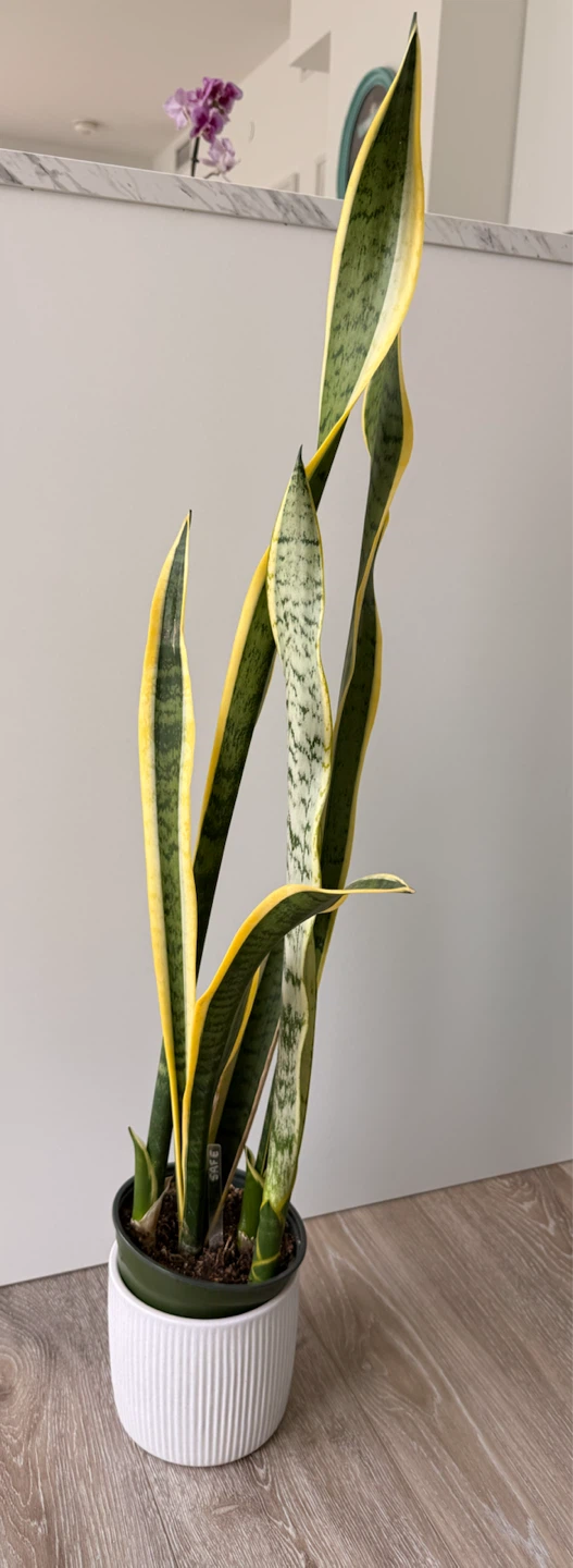 Snake Plant with White Planter