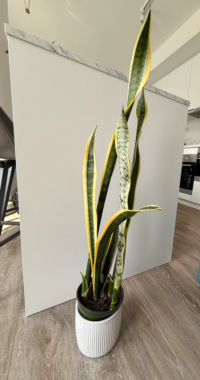 Snake Plant with White Planter - photo 3