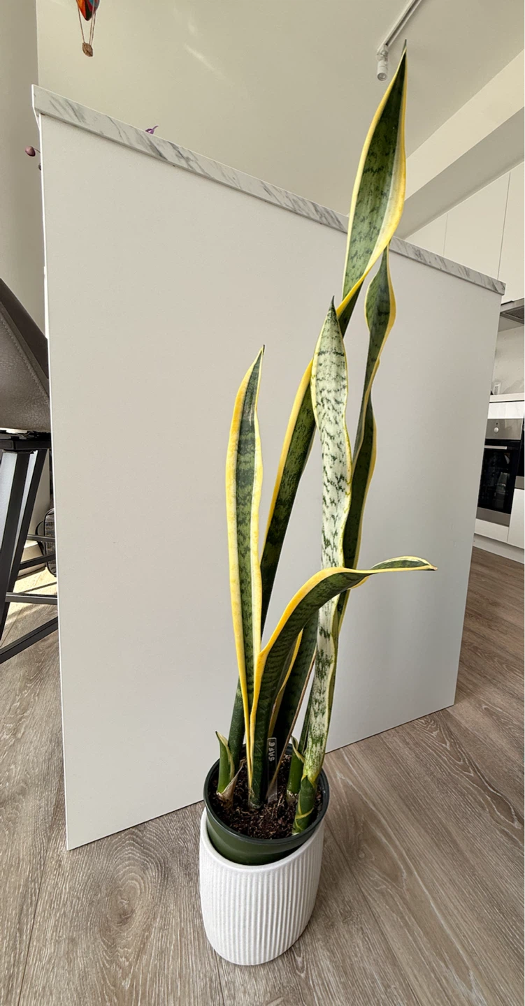 Snake Plant with White Planter - photo 4