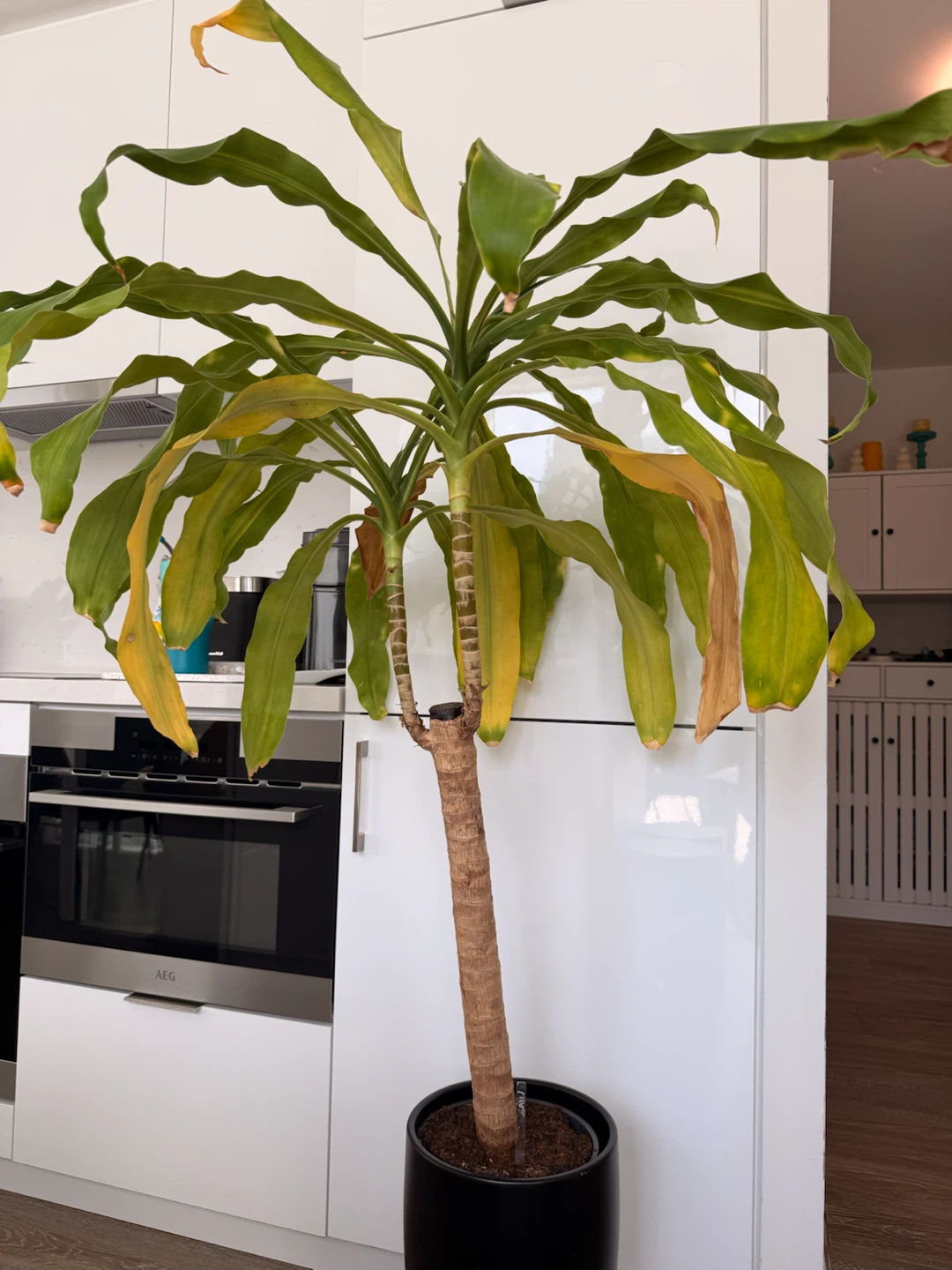 Dracaena plant in black pot with stand - photo 3