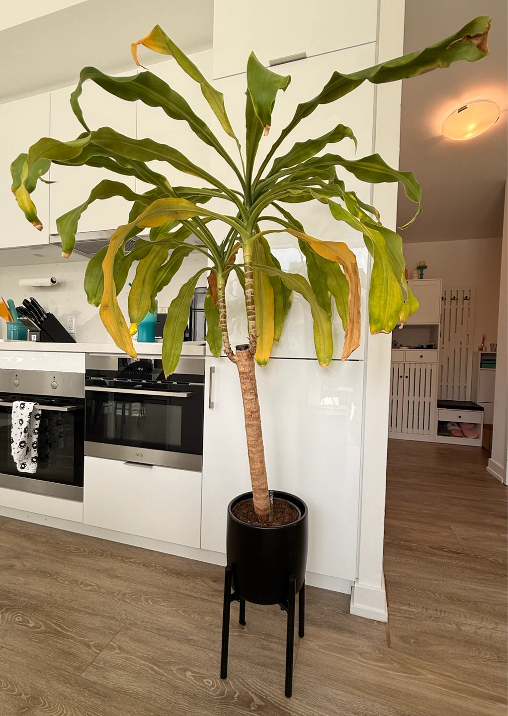 Dracaena plant in black pot with stand