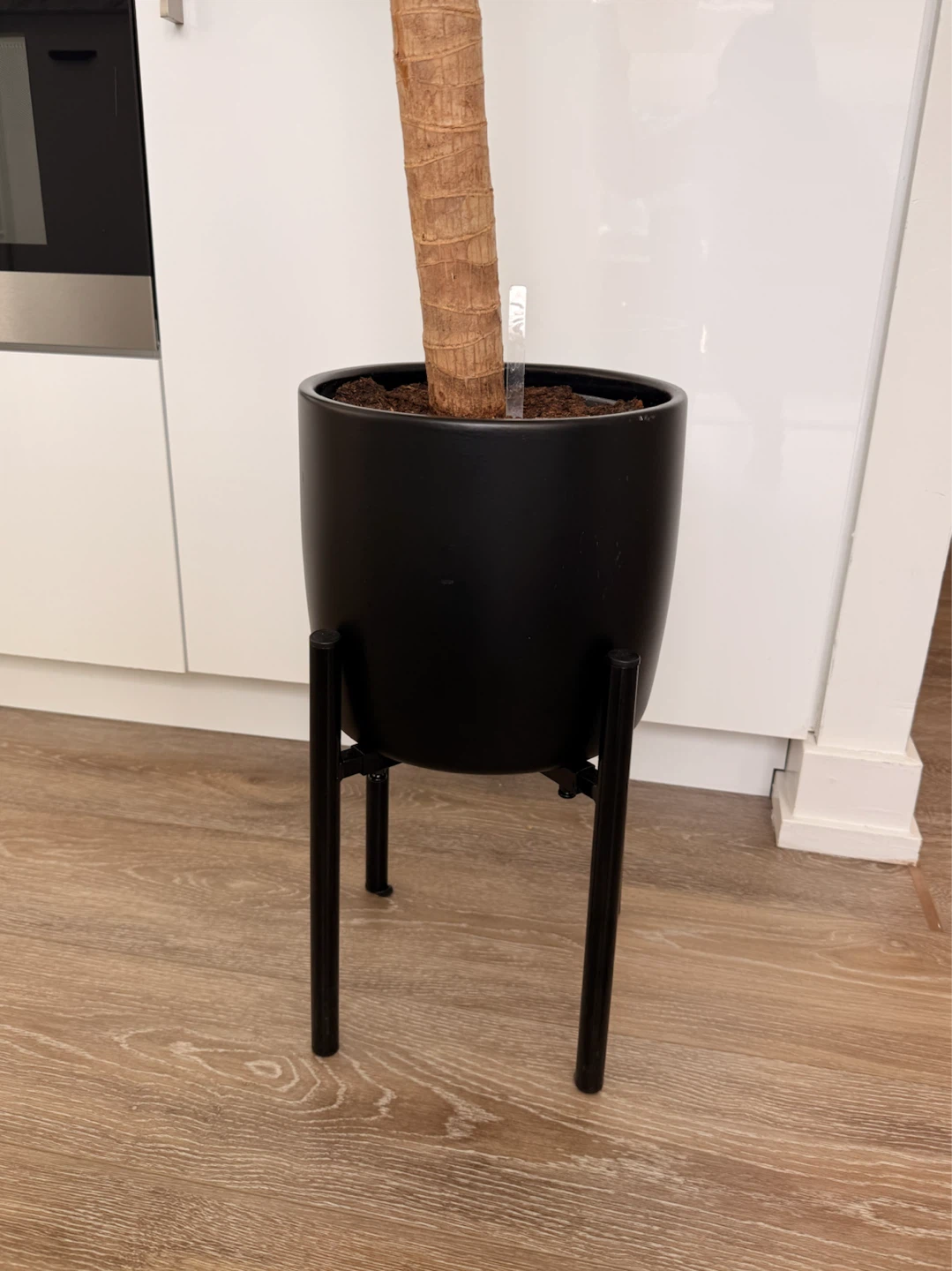Dracaena plant in black pot with stand - photo 2