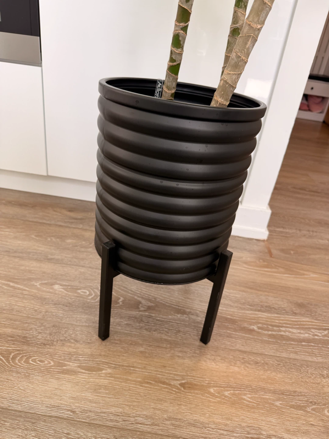 Dracaena plant in ribbed black planter - photo 2