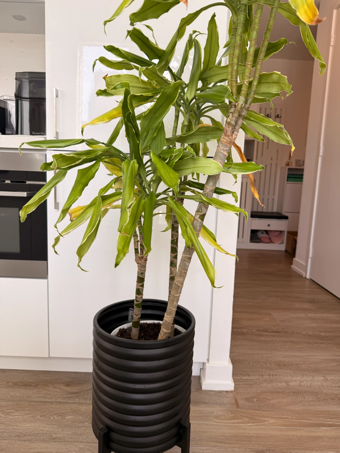 Dracaena plant in ribbed black planter - photo 3