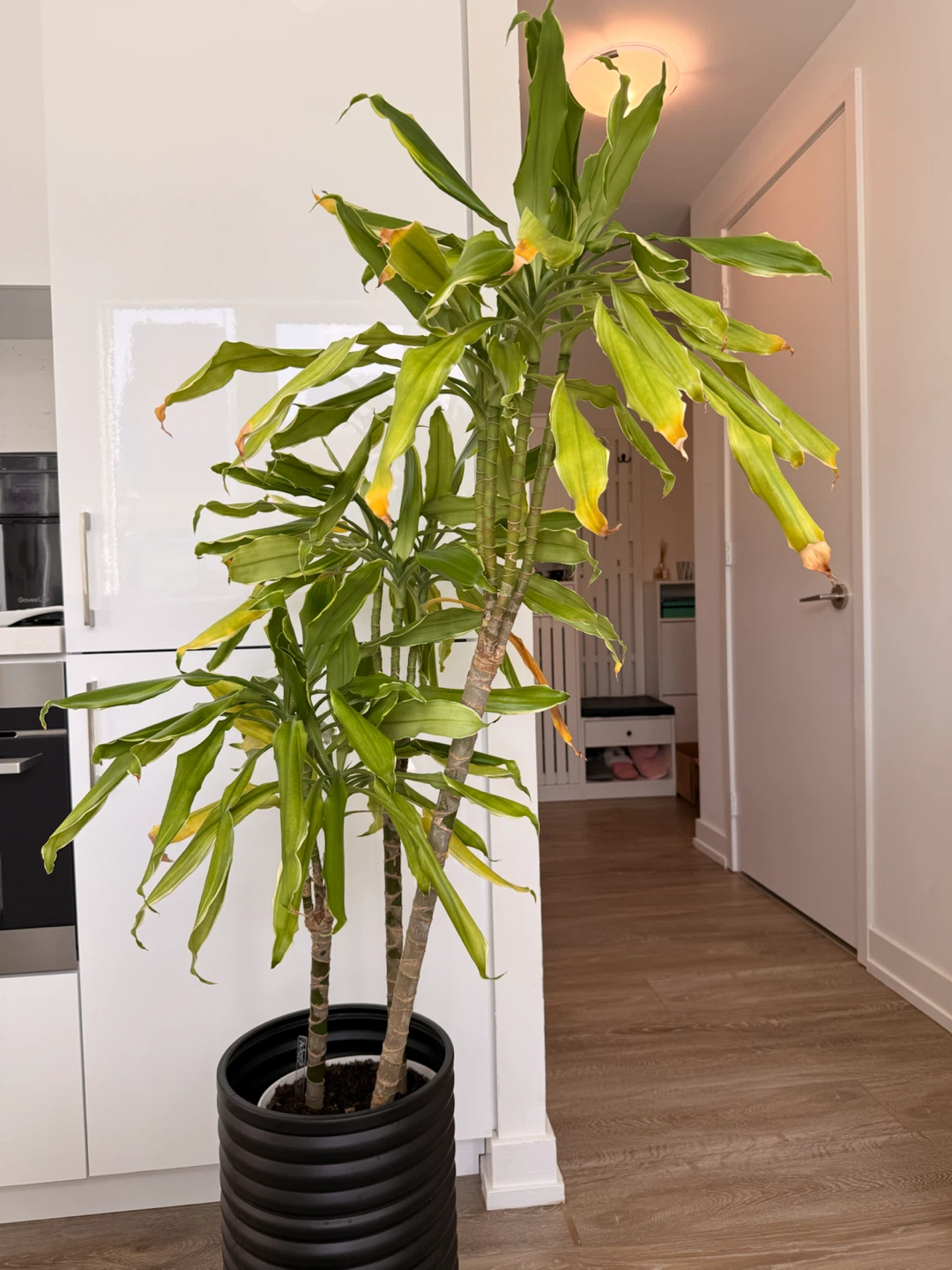 Dracaena plant in ribbed black planter - photo 4